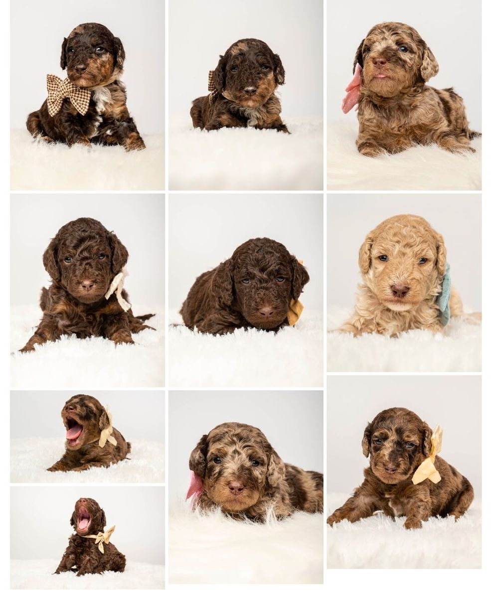 Akc poodle puppies ON SALE