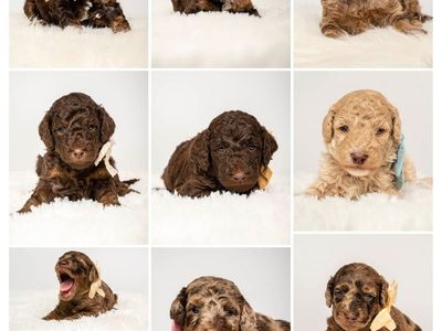 Akc poodle puppies ON SALE