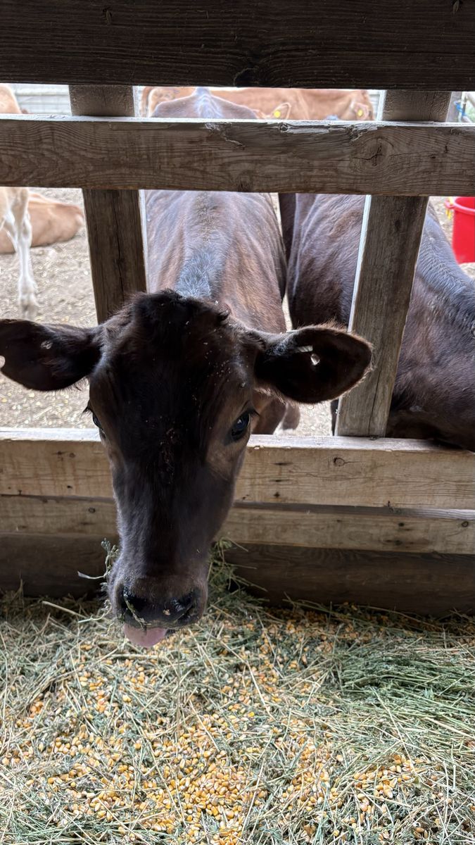 Heifer cows