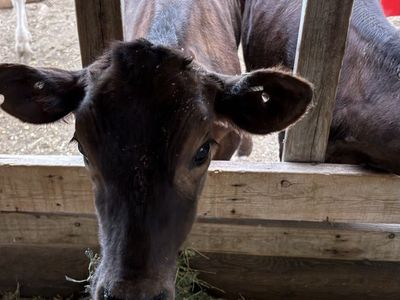 Heifer cows