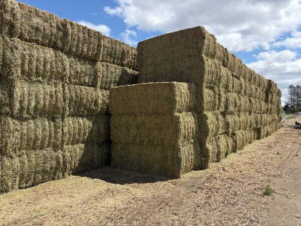Alfalfa grass Mix 3x4x8