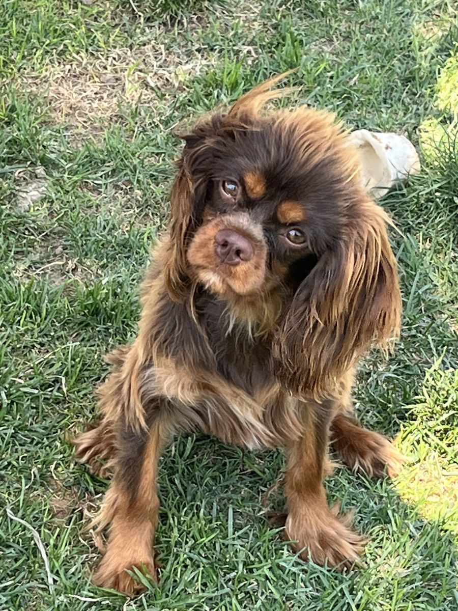 Cavalier