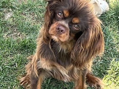 Cavalier