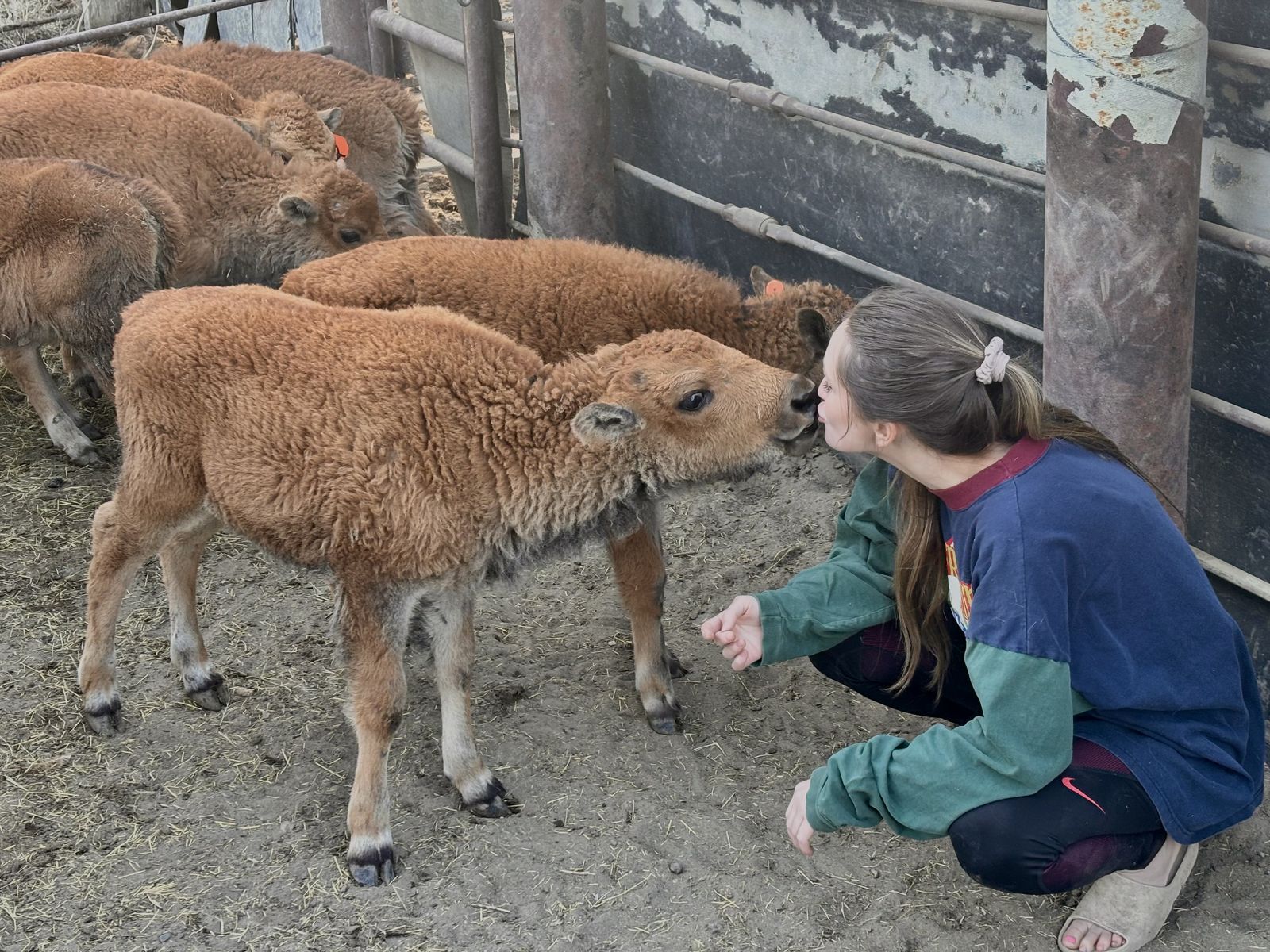 Baby bison-heifers