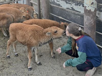 Baby bison-heifers
