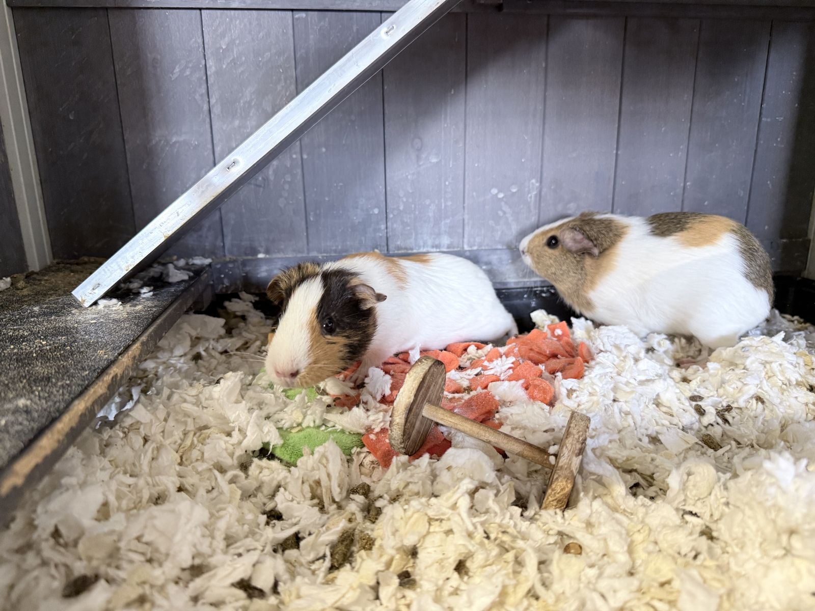Guinea pigs female