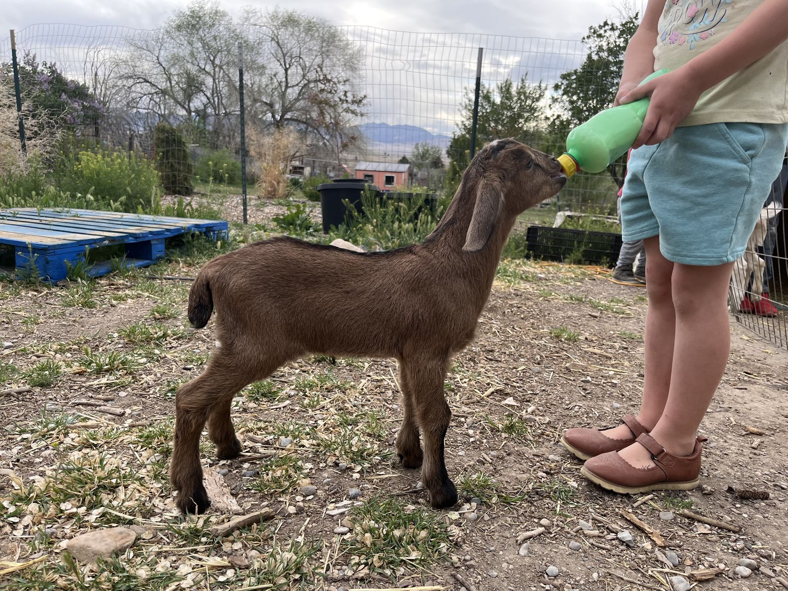 Snubian Buckling Bottle Babies