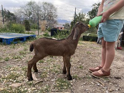 Snubian Buckling Bottle Babies