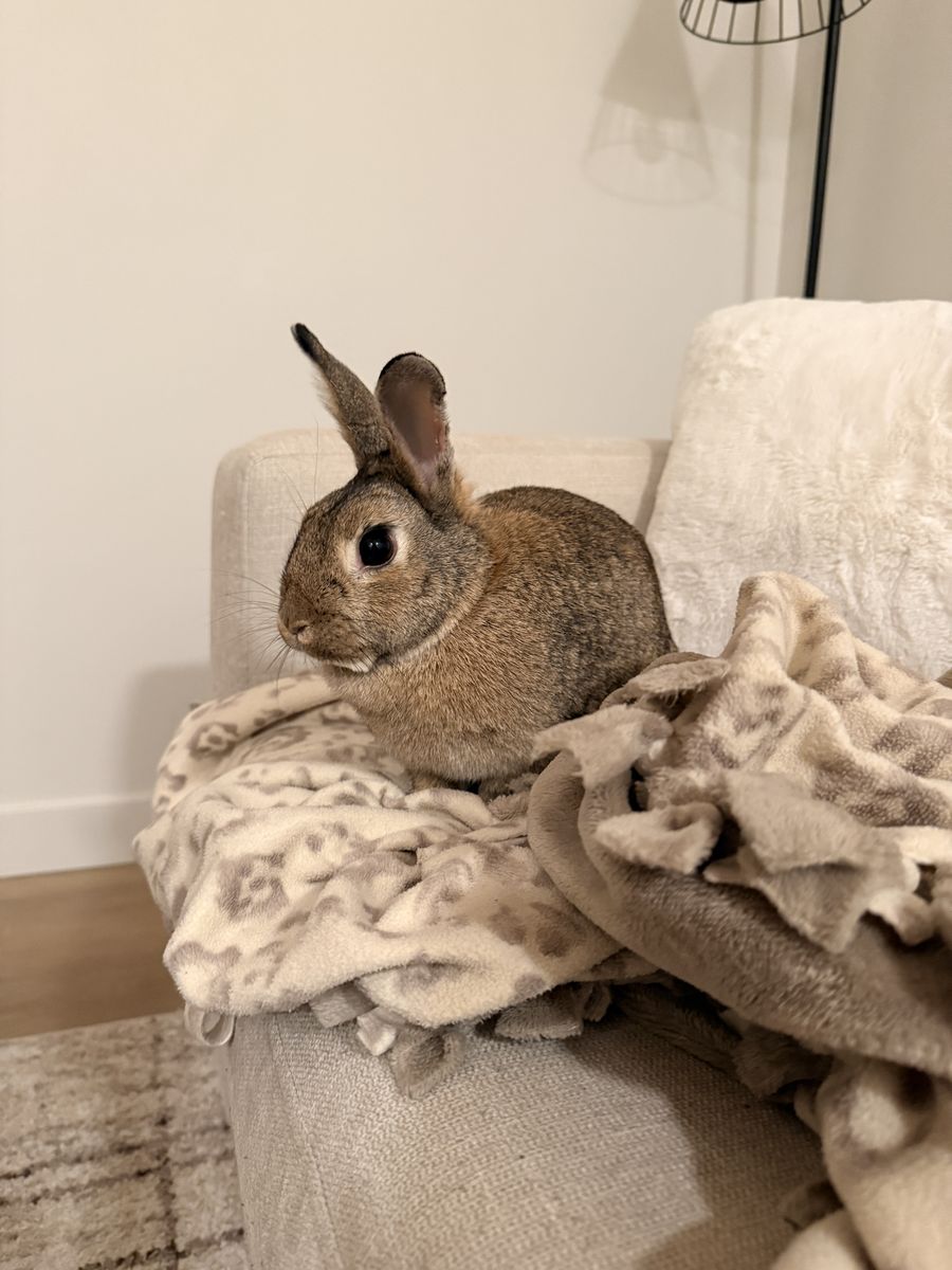 1 year old Rabbit Rehome