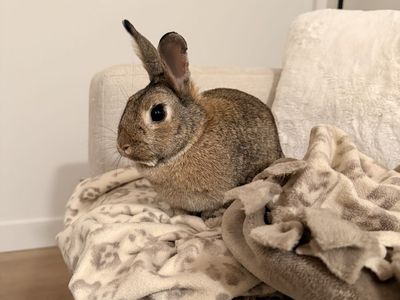 1 year old Rabbit Rehome