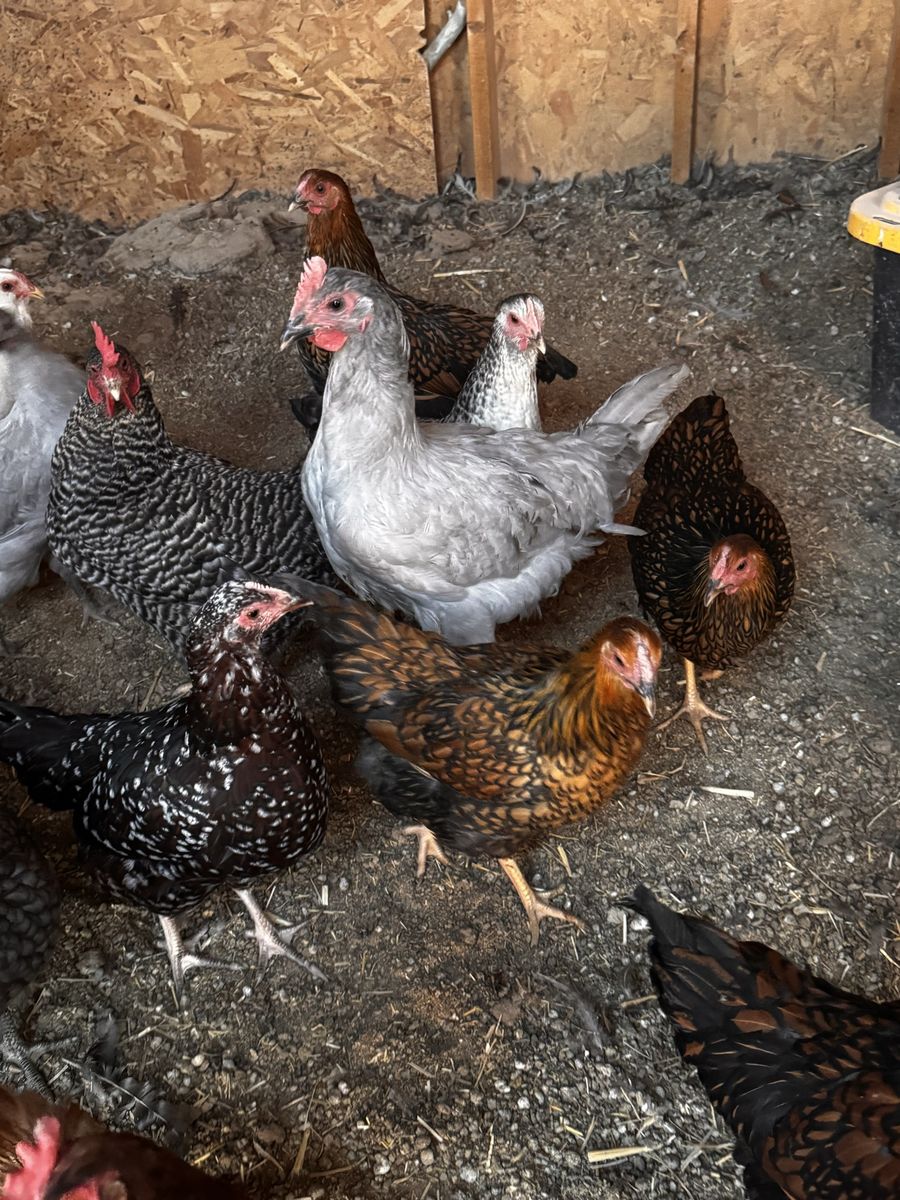 Young Laying Chickens for Sale - Healthy Flock for Your Farm or Backyard