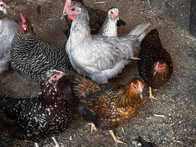 Young Laying Chickens for Sale - Healthy Flock for Your Farm or Backyard