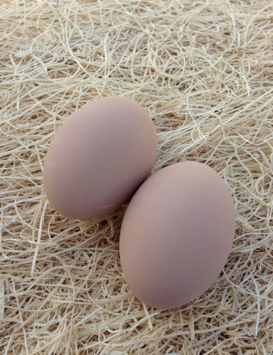 Fertilized Chicken Eggs for Sale