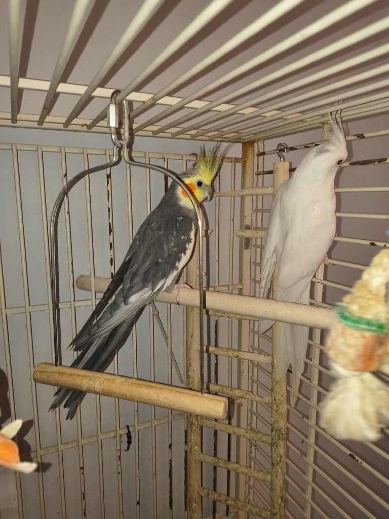 Main image 2