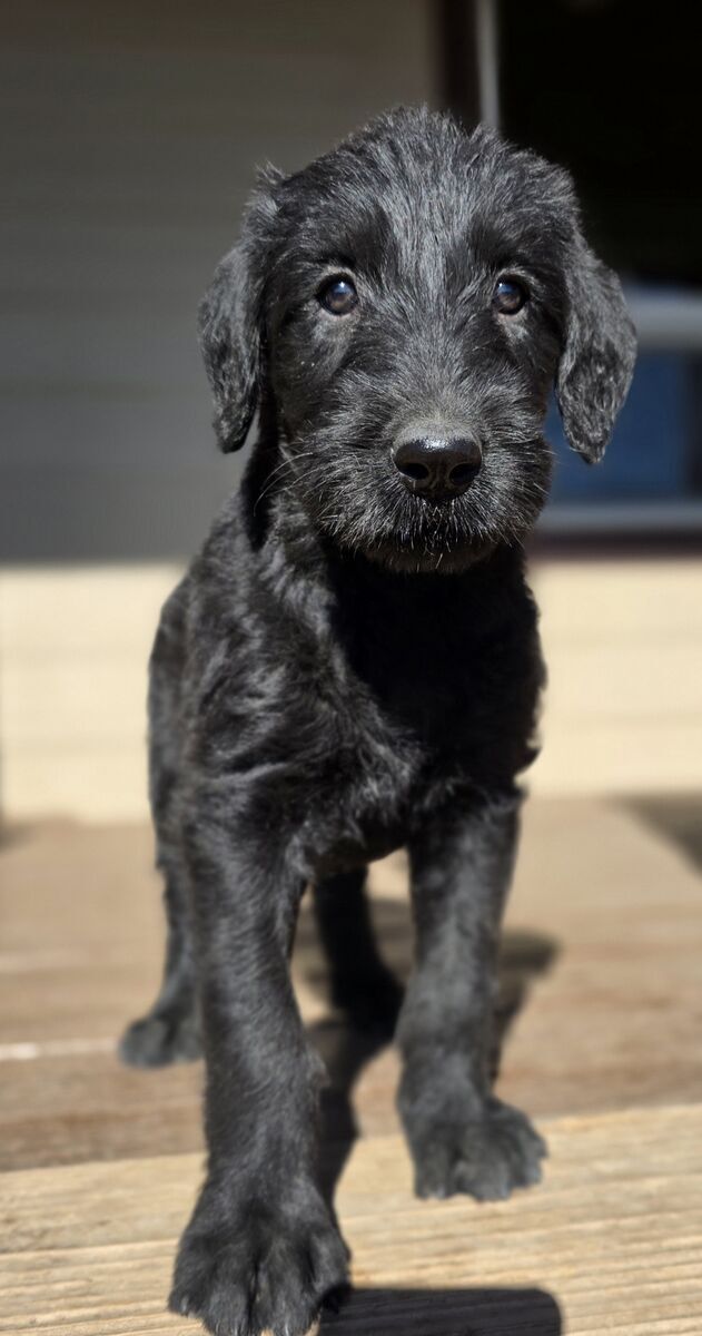 Giant Schnauzer Irish Wolfhound