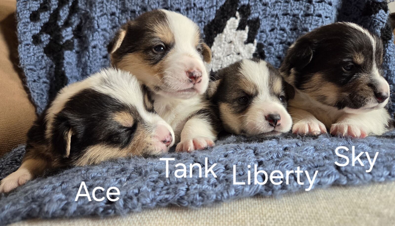 AKC Registered Pembroke Welsh Corgis