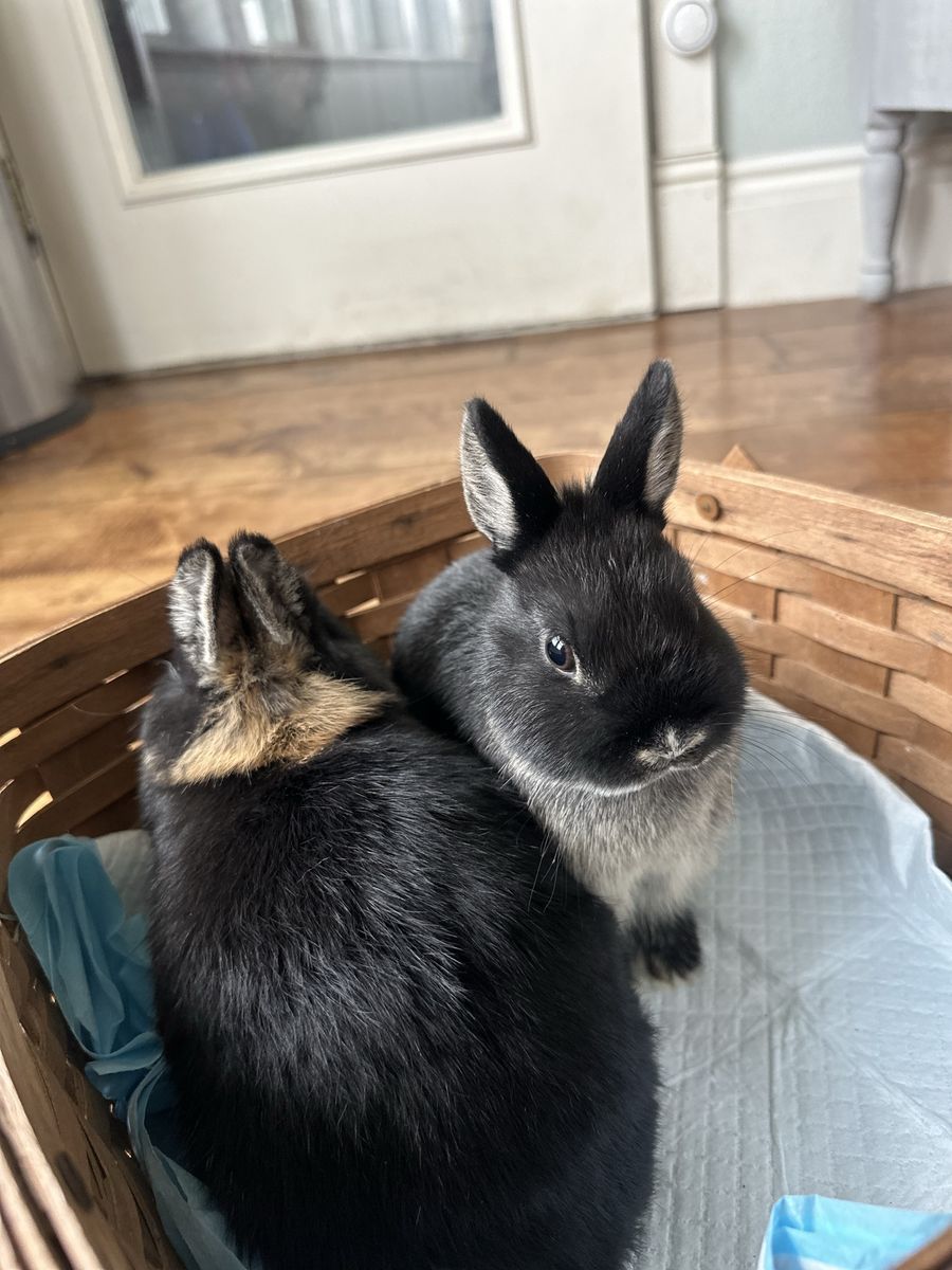2 Netherland Dwarf bonded bunnies