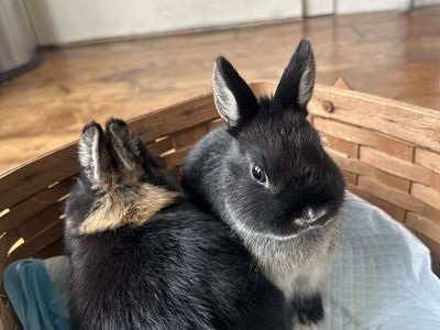 2 Netherland Dwarf bonded bunnies