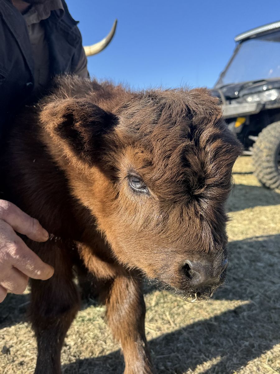 Mid size mini highland heifer