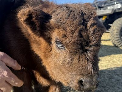 Mid size mini highland heifer