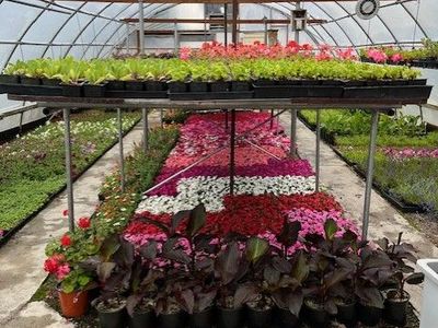 Nursery Stock Final Close Out LAST WEEKEND!!!