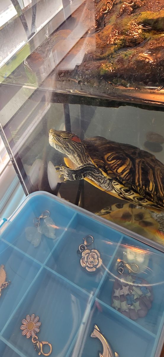aquatic turtles for FREE