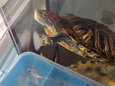 aquatic turtles for FREE