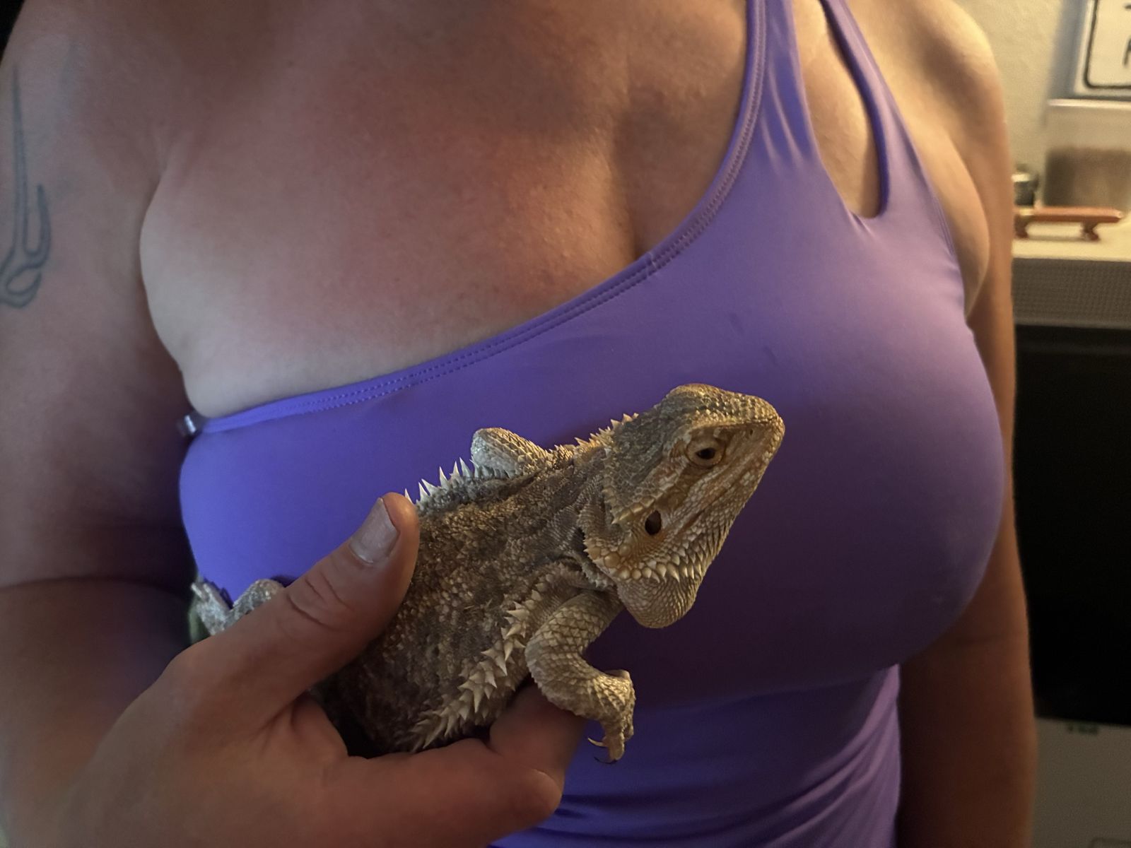 Bearded Dragon with Tank, Full Setup - Healthy & Ready for New Home