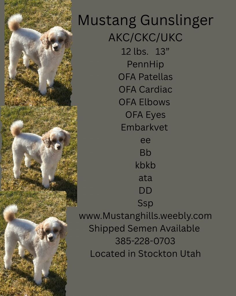 Adorable Toy Poodle At Stud