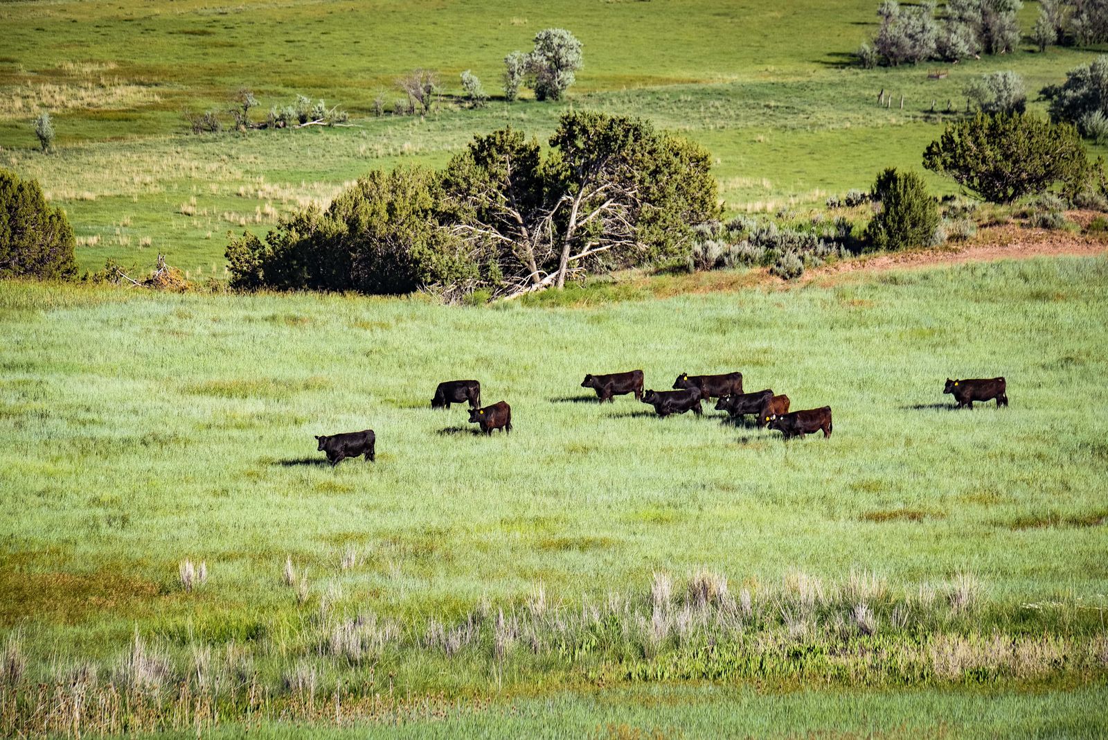Half Cow for Sale – Angus Beef (Utah Pickup/Delivery)