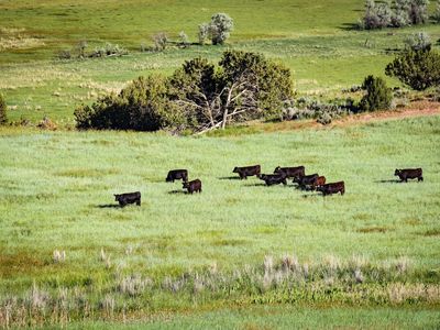 Half Cow for Sale – Angus Beef (Utah Pickup/Delivery)