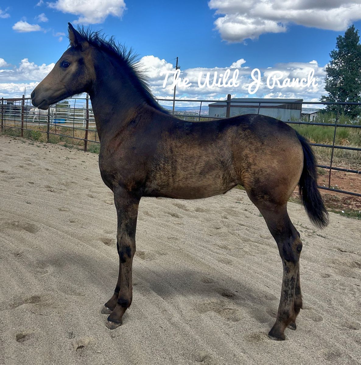 2026 Buckskin Varnish Friesian x Appaloosa filly