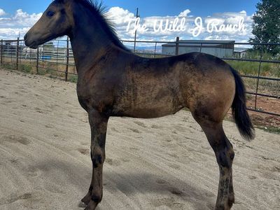 2026 Buckskin Varnish Friesian x Appaloosa filly
