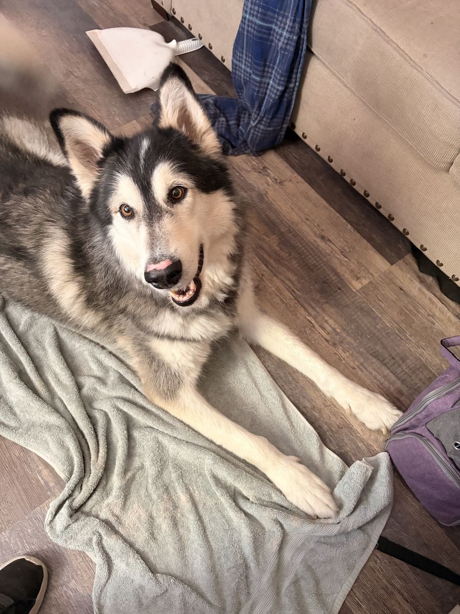 Alaskan Malamute for Rehoming - Young, Friendly, Neutered Male