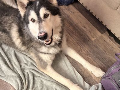 Alaskan Malamute for Rehoming - Young, Friendly, Neutered Male