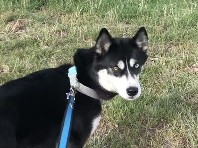 New home for husky