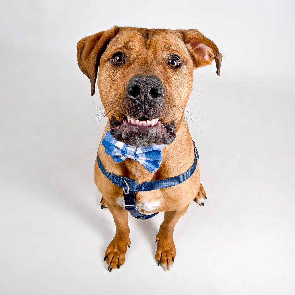 Hello my name is Scooby Doo