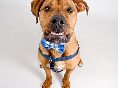 Hello my name is Scooby Doo
