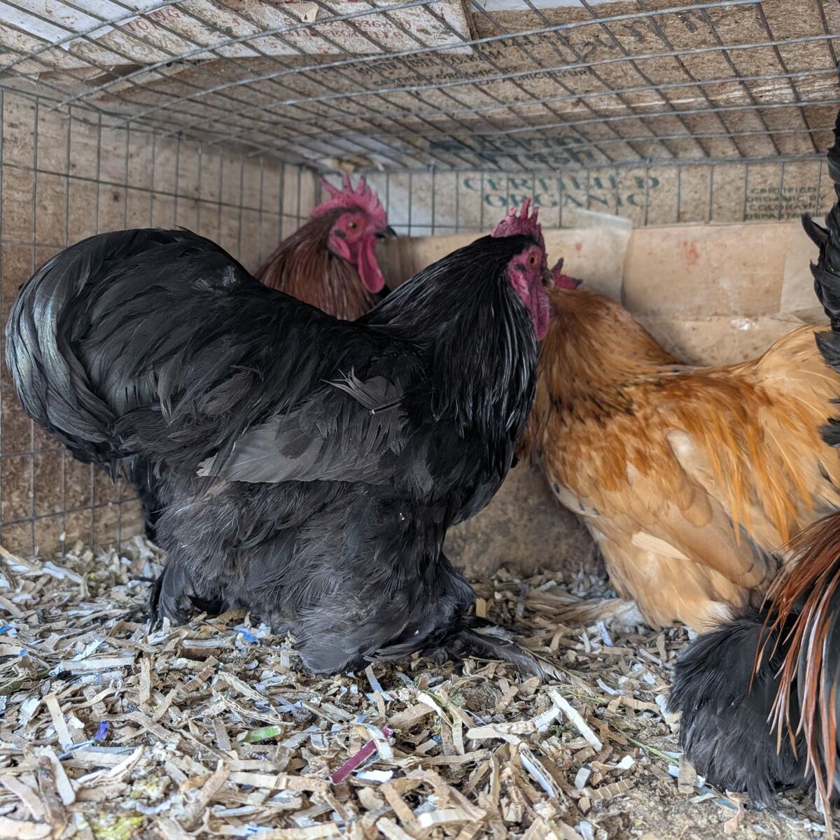 Young Bantam Cochin roosters