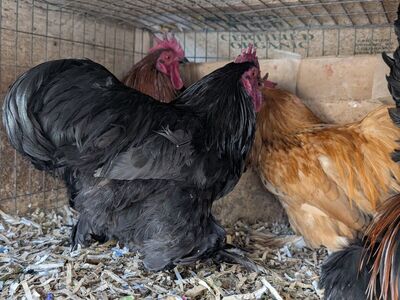 Young Bantam Cochin roosters