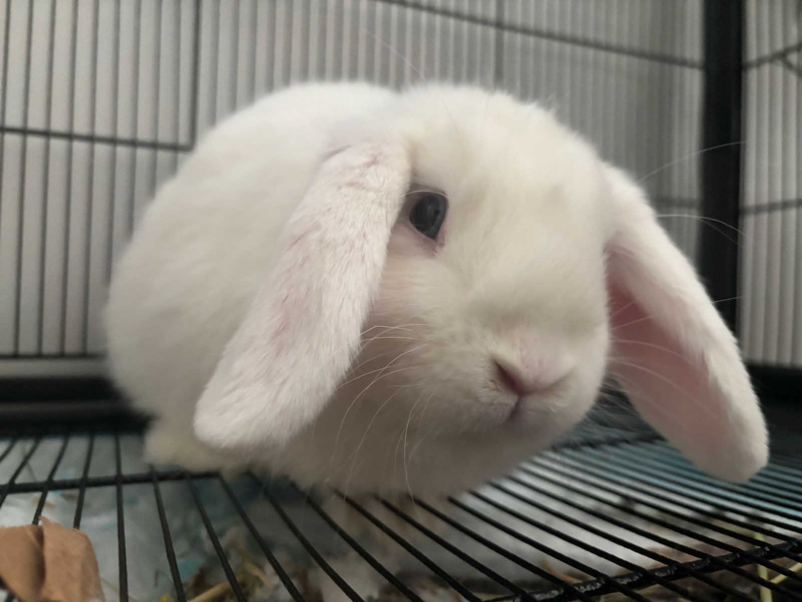 White Lop Ear rabbit Girl