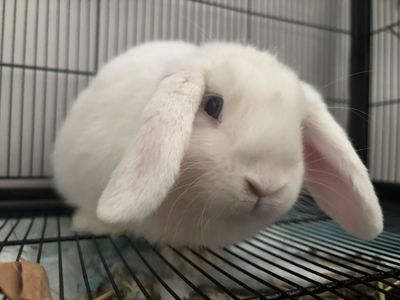 White Lop Ear rabbit Girl