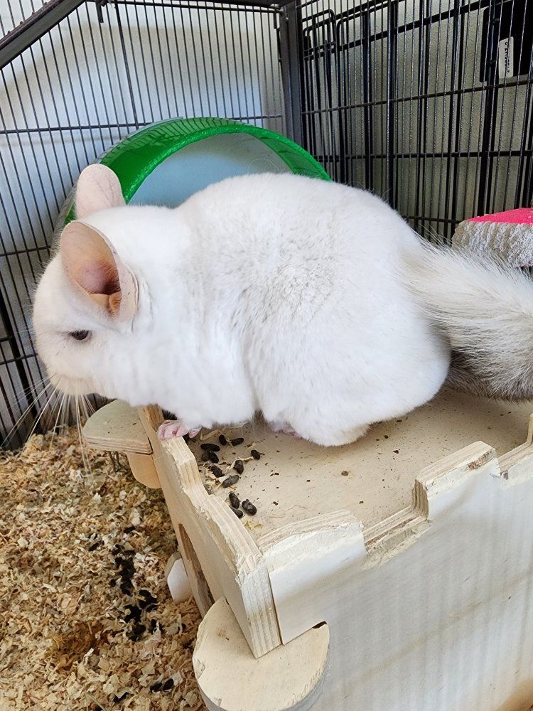 Female Chinchilla - Mosaic/White