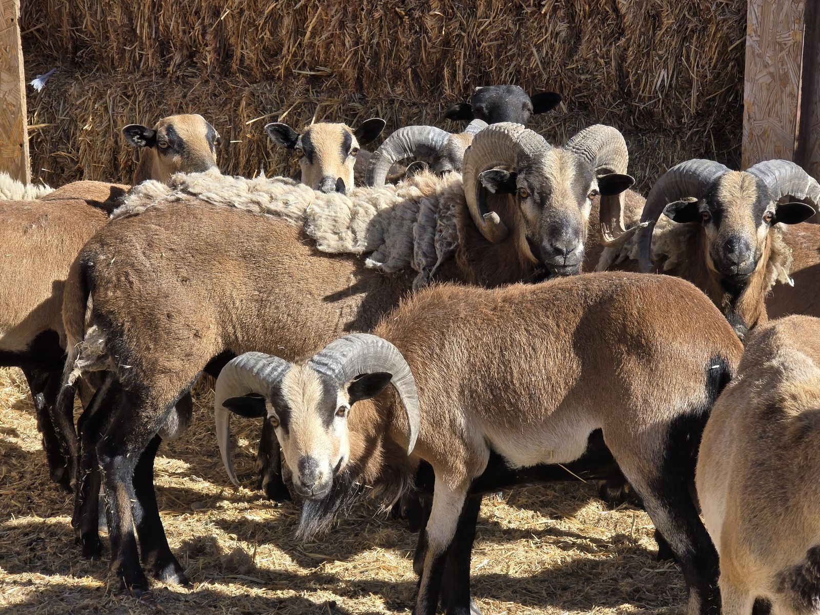 Sheep
