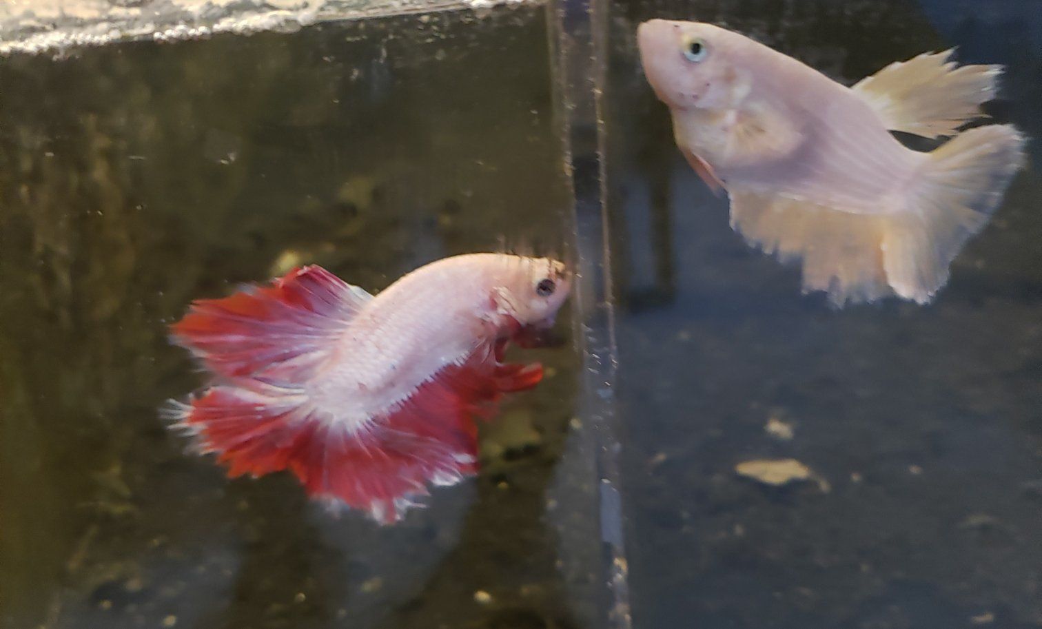 import female Betta Fish - Red and White , Light Pink . and other colors to choose from