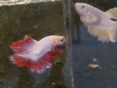 import female Betta Fish - Red and White , Light Pink . and other colors to choose from