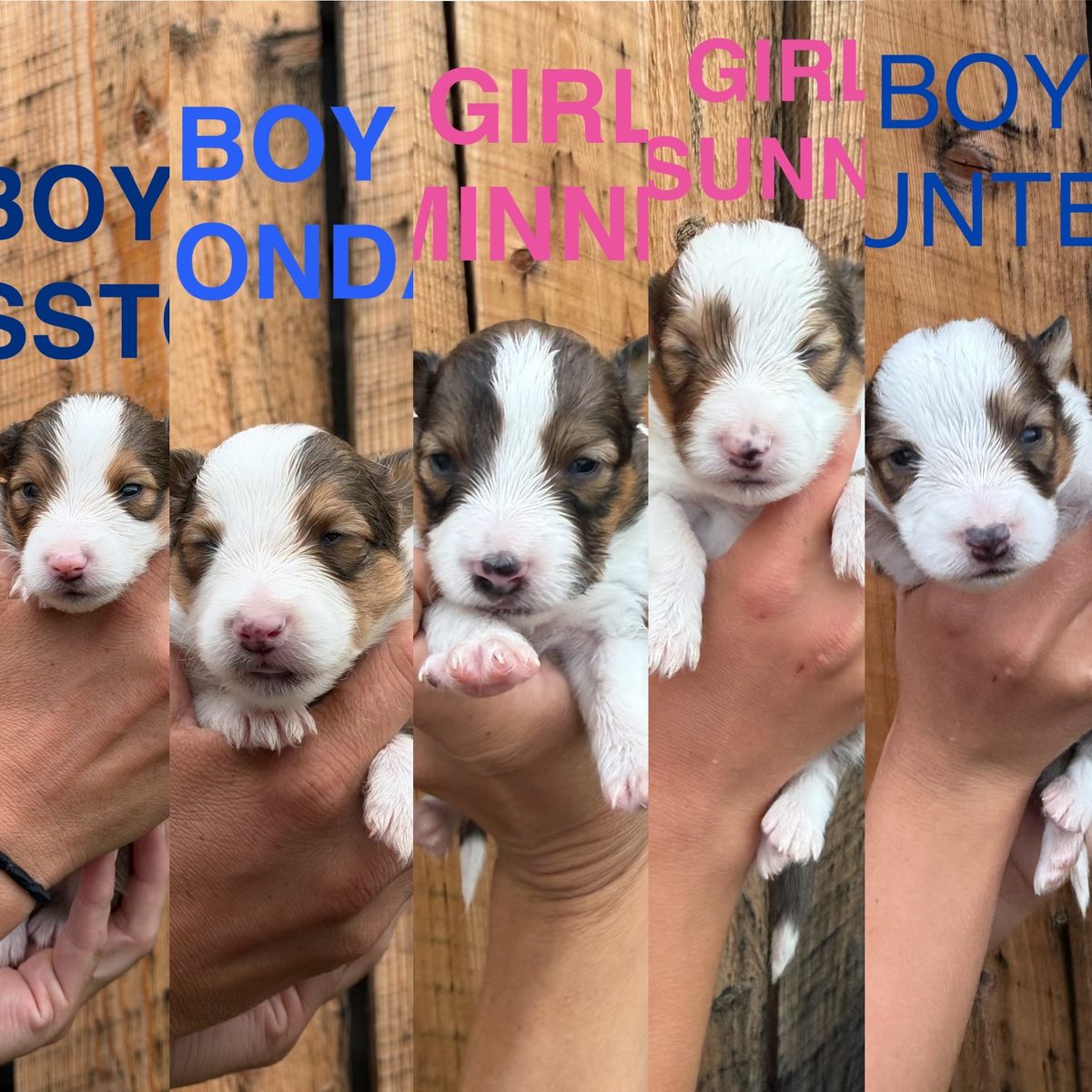 AKC registered Sheltie/Shetland Sheepdog