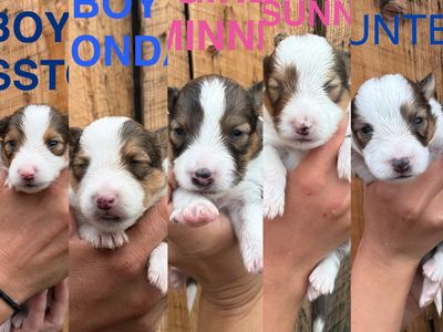 AKC registered Sheltie/Shetland Sheepdog