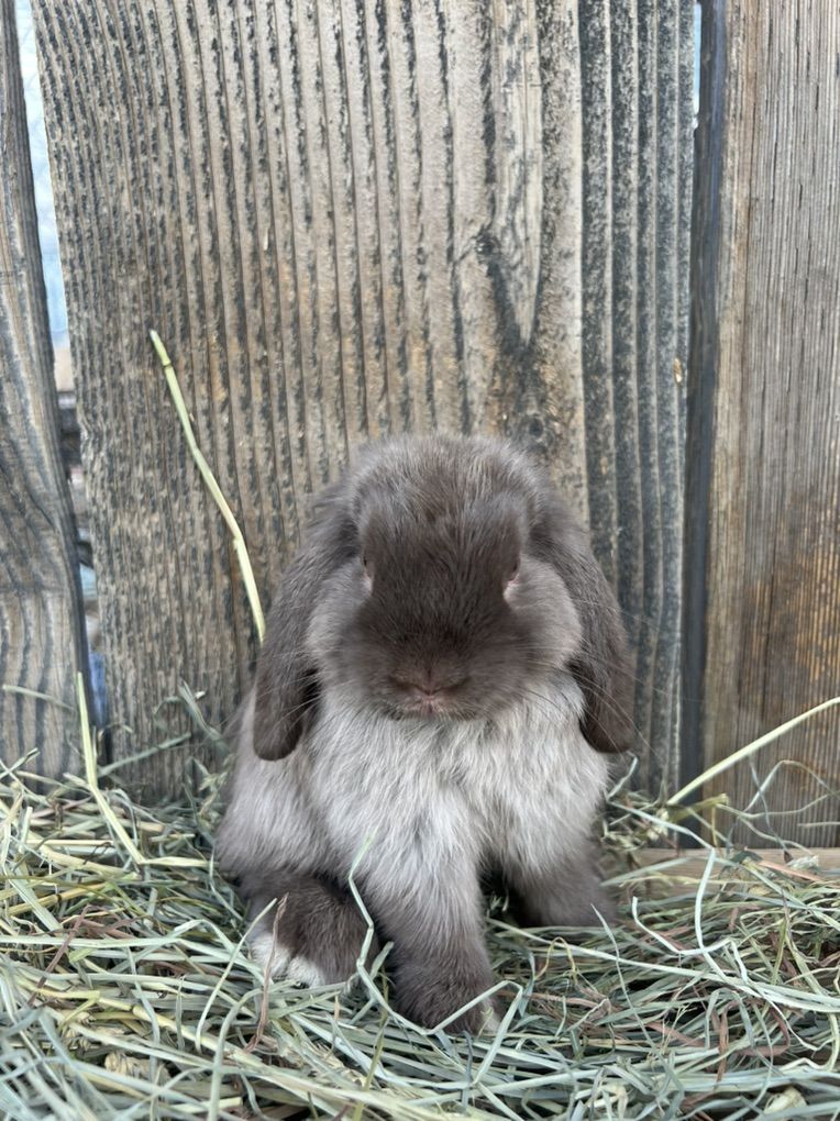 Chocolate Siamese Sable Holland Lop Buck