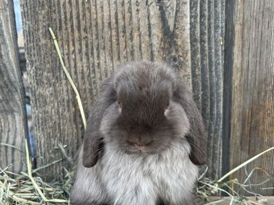 Chocolate Siamese Sable Holland Lop Buck